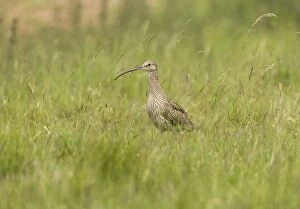 Curlew - On the alert in grassland