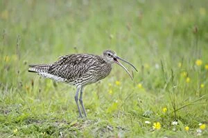 Images Dated 25th June 2010: Curlew - Calling