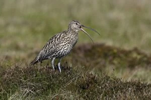 Images Dated 31st May 2006: Curlew-calling alrm to warn chicks, in nesting territory, Northumberland UK