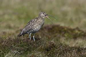 Images Dated 31st May 2006: Curlew-calling alrm to warn chicks, in nesting territory, Northumberland UK