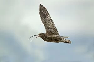 Curlew - calling in flight