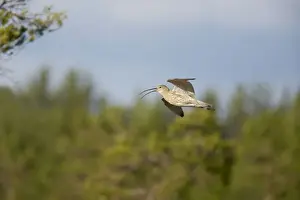 Curlew - Calling In Flight Numenius arquata Oulu Region, Finland BI014291