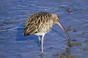 Curlew - with catch