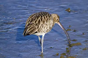 Curlews Prints: Curlew - with catch - Hayle Estuary - Cornwall - UK