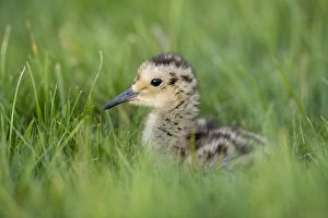 Curlew Chick - Yorkshire - UK