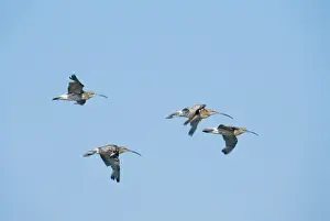 Curlews Prints: Curlew CK 2689 In flight Numenius arquata © Chris Knights / ARDEA LONDON
