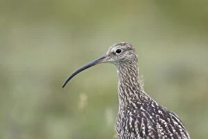 Images Dated 25th June 2010: Curlew - close up
