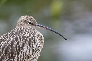 Curlew - Close up of adult standing on shore