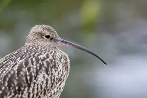 Norfolk Prints: Curlew - Close up of adult standing on shore. Norfolk, UK