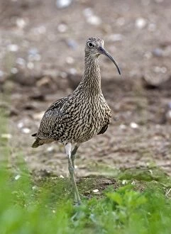Curlew - Close up walking