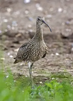 Curlew - Close up walking - Norfolk UK