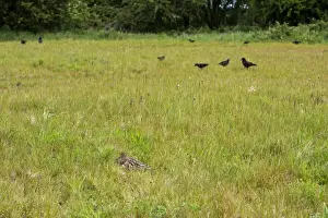 Rooks Prints: Curlew - Crouching low to hide from rooks -Norfolk UK