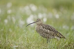 Curlew - with early morning dew