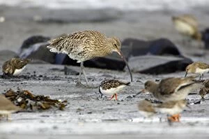 Curlew - feeding on mudflats at low tide in autumn