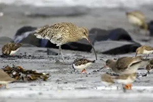 Curlew - feeding on mudflats at low tide in autumn. Northumberland, UK