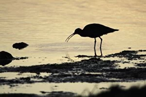 Images Dated 23rd August 2009: Curlew - feeding on shore at sunset - Island of Texel - Holland