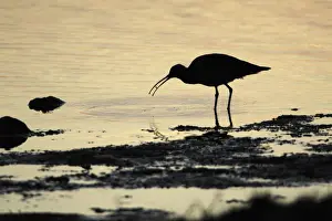 Curlew - feeding on shore at sunset - Island of Texel - Holland