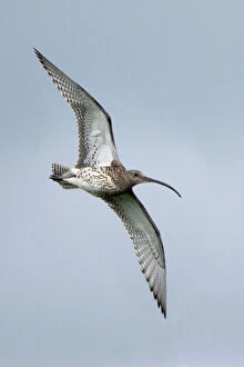 Waders Collection: Curlew - in flight over moorland breeding territory Northumberland, UK