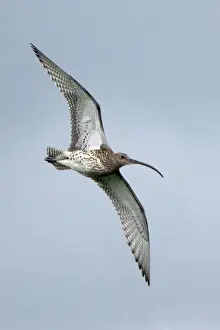 Beak Prints: Curlew - in flight over moorland breeding territory Northumberland, UK
