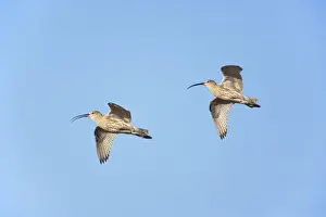 Curlew - In Flight Numenius arquata Oulu Region, Finland BI014296 Digital Combination