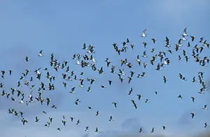 Curlews Prints: Curlew - a flock in flight