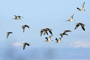 Images Dated 23rd October 2006: Curlew - flock flying along coast in autumn. Northumberland, UK