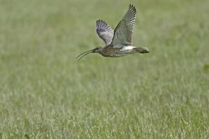 Curlew - flying over breeding grounds