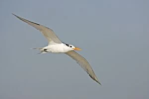 Curlew - Flying over coastland