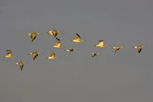 Curlew - Flying late evening light