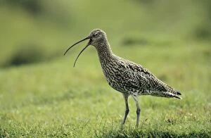 CURLEW - giving alarm call