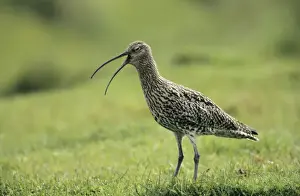 Curlews Prints: Curlew - giving alarm call Unst, Shetland, UK
