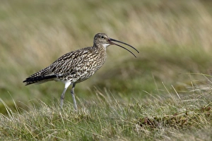 Curlew - Calling