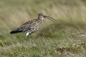 Curlew - Male calling in moorland breeding territory Northumberland, England