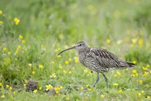 Images Dated 25th June 2010: Curlew - In meadow full of Buttercups