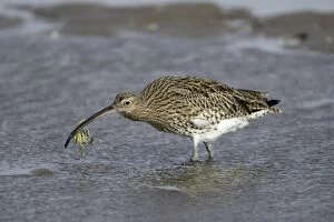 Images Dated 16th October 2007: Curlew - on mudflats with caught crab