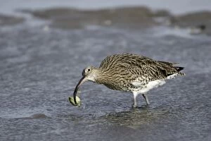 Curlew - on mudflats with caught crab