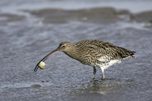 Images Dated 16th October 2007: Curlew - on mudflats with caught crab