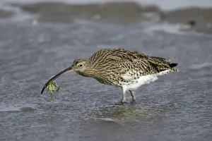 Mudflat Prints: Curlew - on mudflats with caught crab