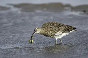 Curlew - on mudflats with caught crab, Lindisfarne National Nature Reserve, Northumberland, autumn, England