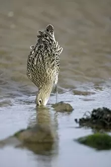 Images Dated 3rd October 2007: Curlew - on mudflats searching for food