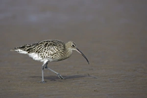 Images Dated 3rd October 2007: Curlew - on mudflats searching for food