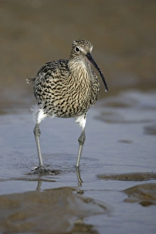 Images Dated 3rd October 2007: Curlew - on mudflats searching for food