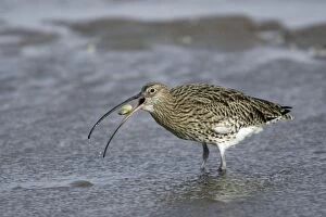 Curlew - on mudflats swallowing caught crab, autumn