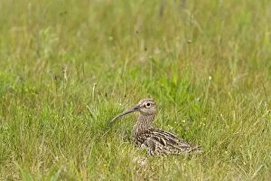 Curlew - At nest on the alert