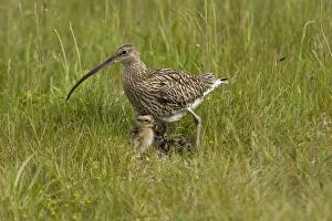 Images Dated 30th May 2007: Curlew - At nest with chicks on grassland - NorfolkUK