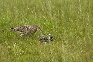Images Dated 30th May 2007: Curlew - At nest with chicks on grassland - NorfolkUK