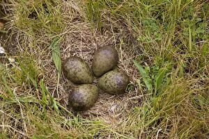 Images Dated 16th May 2007: Curlew - Nest four large olive green eggs