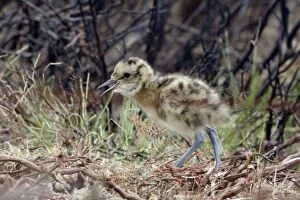 Images Dated 23rd May 2005: Curlew - Newly hatched chick calling to parents Durham, England
