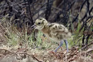 Curlews Prints: Curlew - Newly hatched chick calling to parents Durham, England