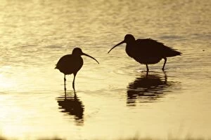 Curlew - two resting in lake at sunset